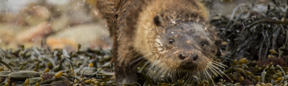 header_otter