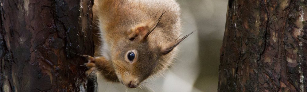 header_squirrel