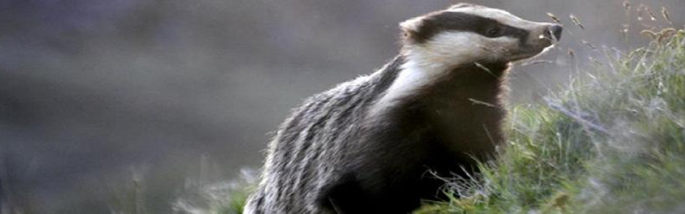main_badger