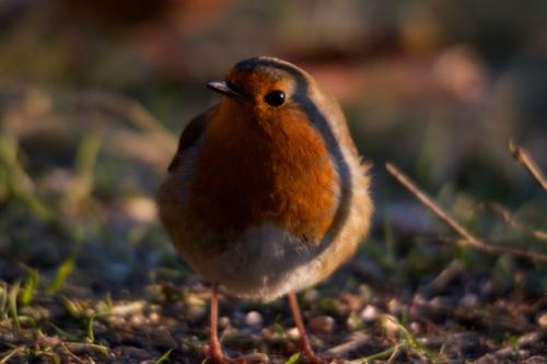 Robin