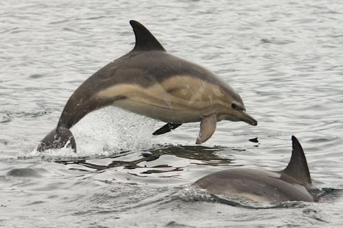 Dolphin leaping