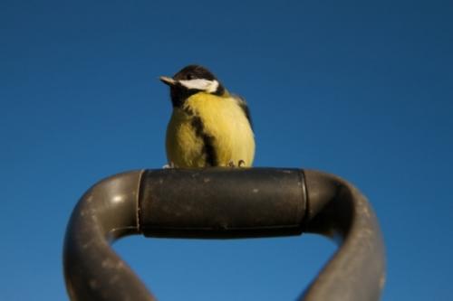 Great Tit an a spade