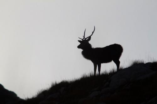 Red Deer stag silhouette