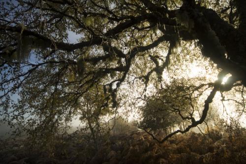 Birch tree at dawn with lichen hanging from branches, Caledonian pine forest
