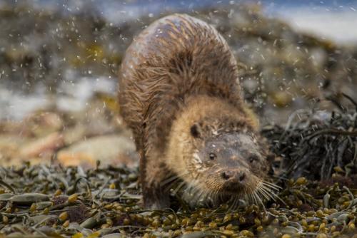 Otter shaking off water
