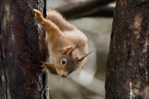 Red squirrel in Highland forest