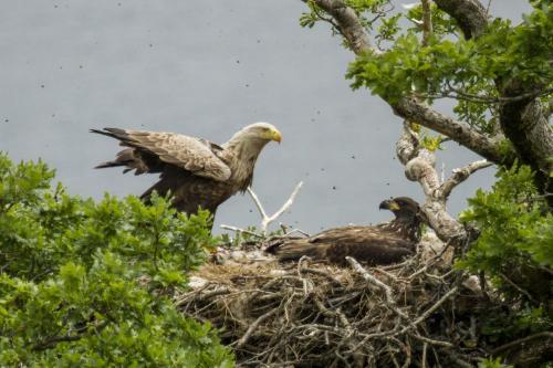 White tailed eagle with chick on nest in Highland Scotland